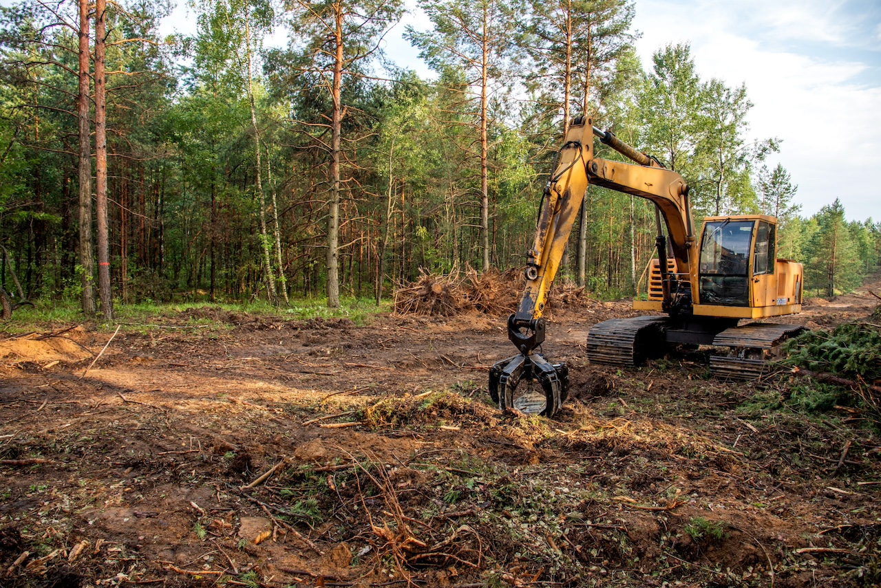 The Role of Stump Grinding in Maintaining Your Landscape in Vancouver Image